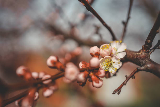 The first spring gentle leaves, buds and branches macro background.