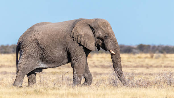 An elephant ( Loxodonta Africana) walking through the savanna, Etosha National Park, Namibia.