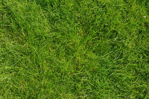 istock lawn grass. beautiful background of green grass. 2160973741