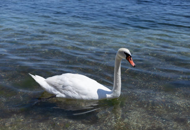 a white swan swims on the sea