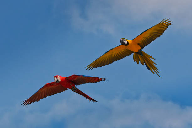 istock Two flying red and yellow parrots in a beautiful blue sky 2160974267