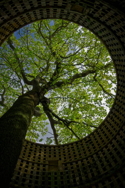istock old medieval abandoned dovecote with a tree growing in the middle 2160974437