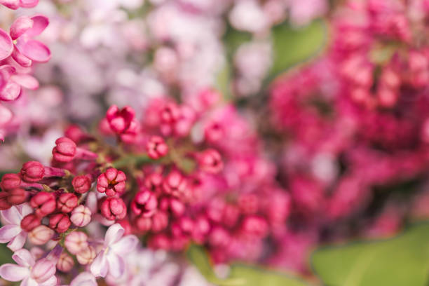 Purple lilac flowers spring blossom background.