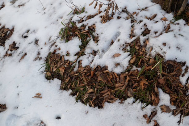 istock Fallen leaves and snow in the forest 2160974865