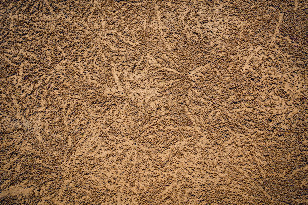 Crabs dug holes and left sand balls on the beach.