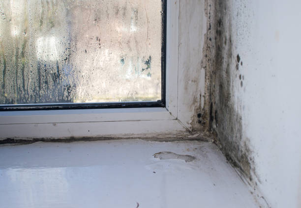 istock mold on the window in the apartment. 2160975789