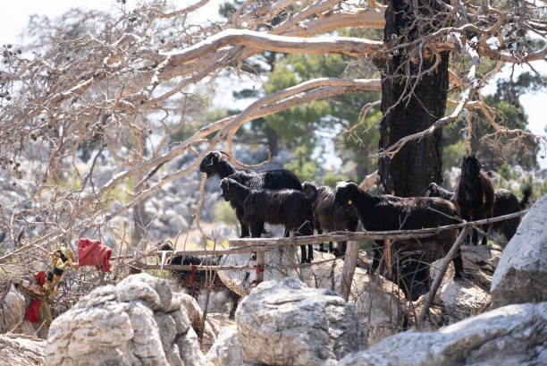 Mountain goat behind a wooden fence.sedentary livestock farming
