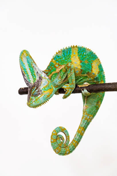 istock Cute funny chameleon - Chamaeleo calyptratus on a branch 2160978259
