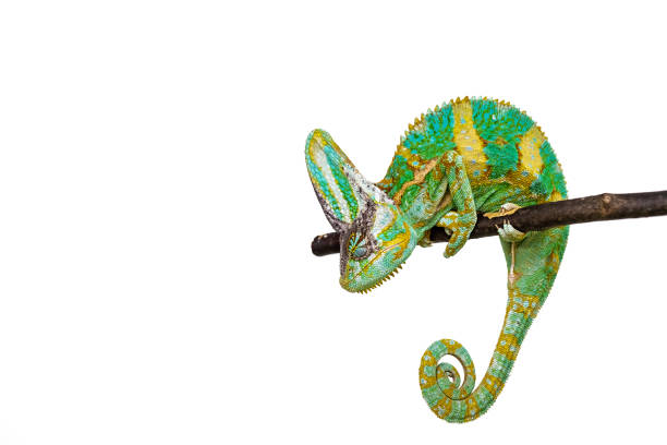 istock Cute funny chameleon - Chamaeleo calyptratus on a branch 2160978295