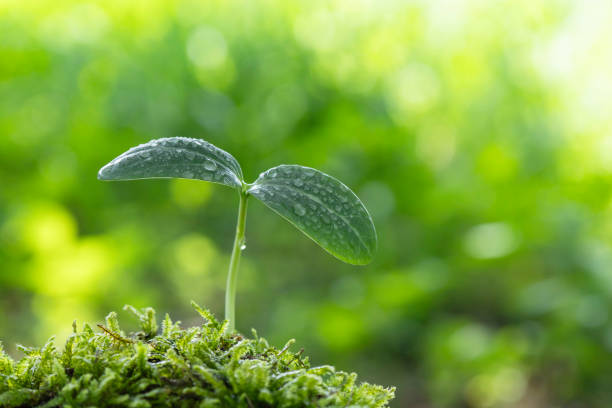 istock New shoots with water droplets sprouting in a forest after the rain 2160978359