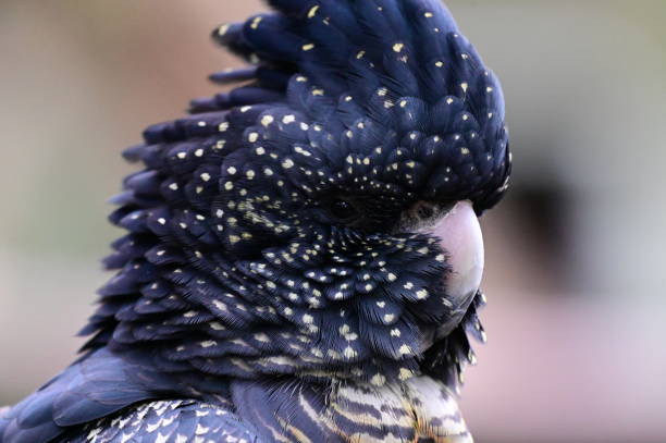 istock Red-tailed black cockatoo 2160978803