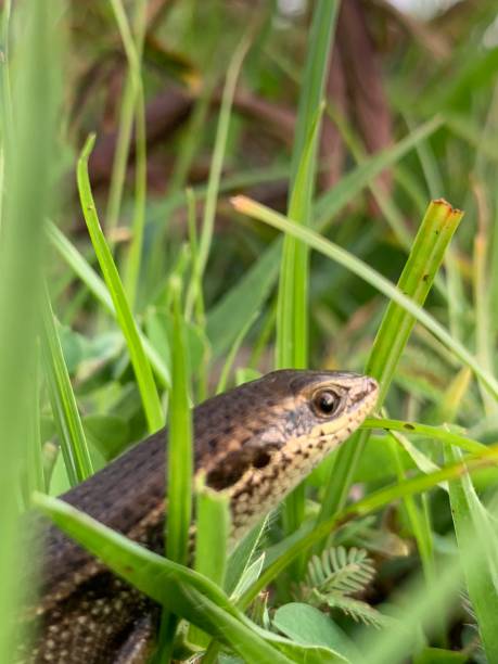 istock Eutropis longicaudata on green grass, small Eutropis longicaudata_animal 2160979083