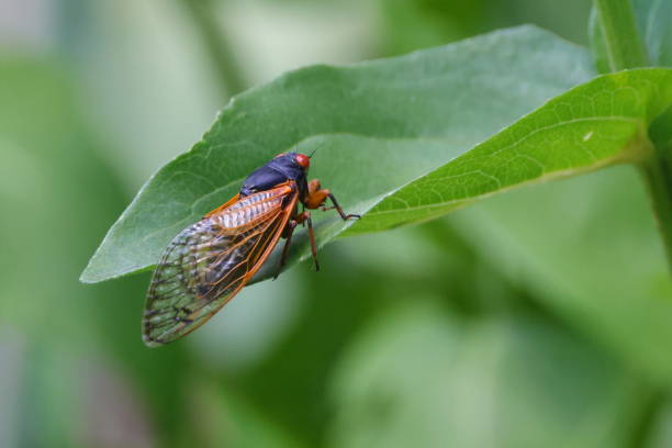 istock Closeup shot of a cicada on a green leaf. Magicicada septendecula 2160979171