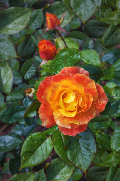 istock Rose bush with vibrant and changing tones Soleil du Monde. Scenery 2160979793