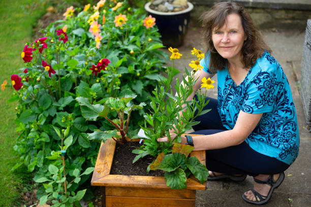 istock brunnette lady beside her Heleniums and Dahlias. 2160980049