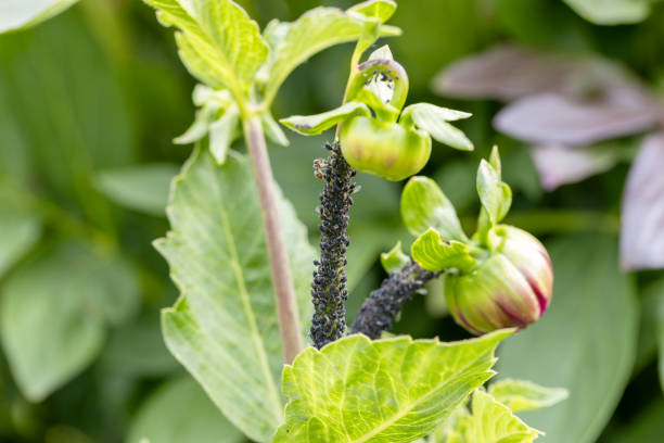 istock Black bean aphids aphis fabae colony on heavyly infested plant stem 2160980494