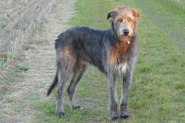 istock Young Irish wolfhound, full body picture 2160980805
