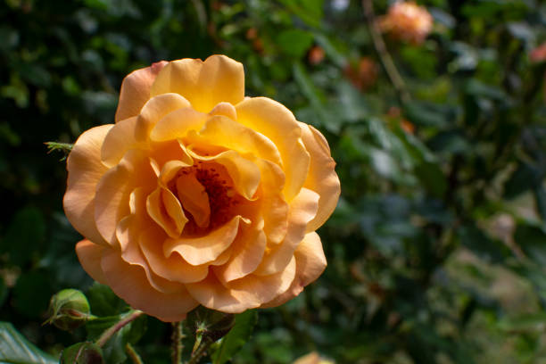 Beautiful orange rose dissolved in the garden. Plant flower rose orange