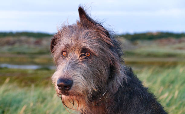 istock portrait of an Irish wolfhound 2160980842