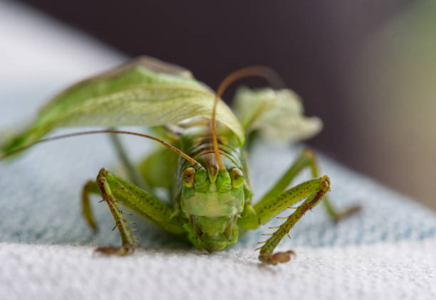 Close-up of a grashopper, the bic one, called Hayhorse looking straight in the camera