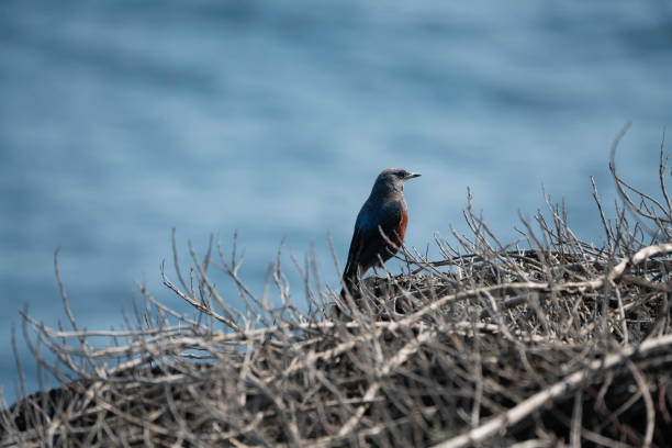 Bird among the thorns