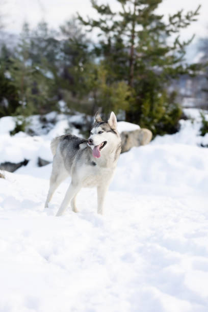 istock Siberian Husky dog standing, winter forest 2160982552