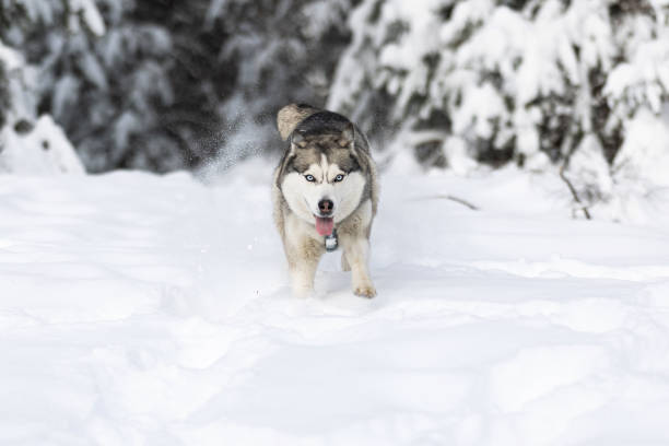istock Dog shaking off snow. Funny husky in winter 2160982599