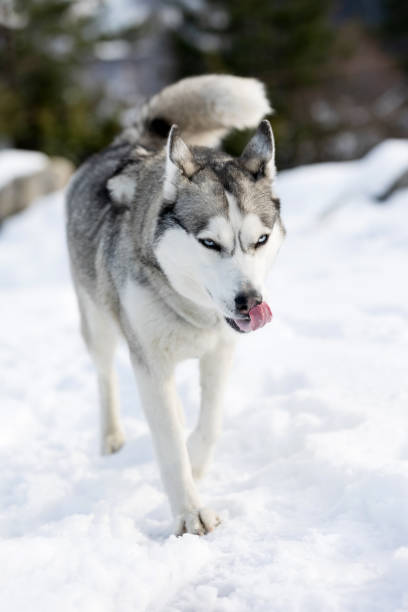 istock Siberian Husky dog walking, winter forest 2160982602