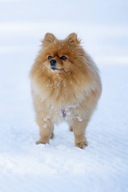 istock orange pomeranian spitz outdoors in winter 2160982772