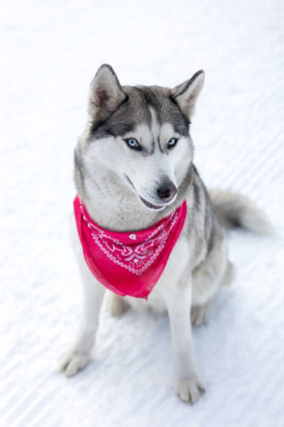 istock Husky dog with red scarf close-up, smiling 2160982779