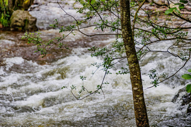 Tree trunk with sparse foliage in foreground with the Warche valley river in blurred background, turbulent water flowing quickly between rocks and stones, summer day in Waimes, Belgium