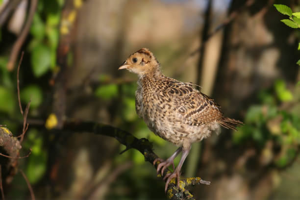Common pheasant