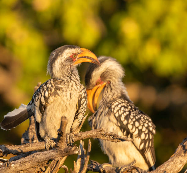 Taken in the Okavango Delta, Botswana