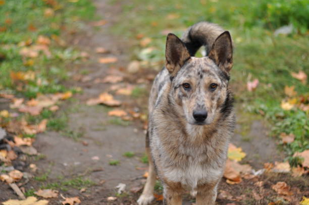 istock Mongrel dog cute happy portrait 2160985565
