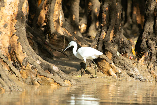 Amami Oshima Mangrove Virgin Forest