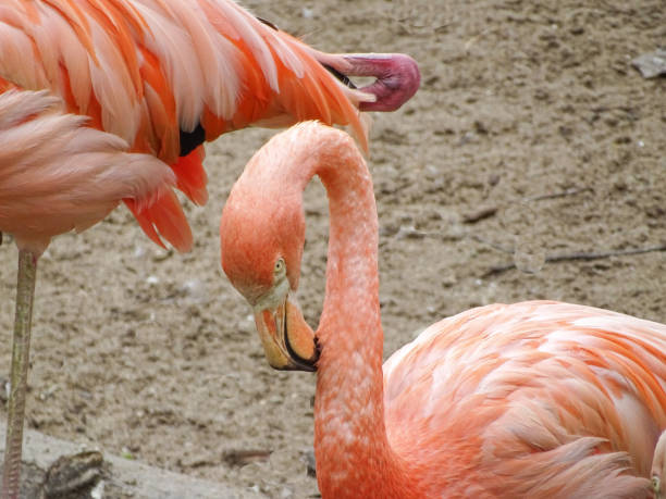 Pink flamingo during the summer