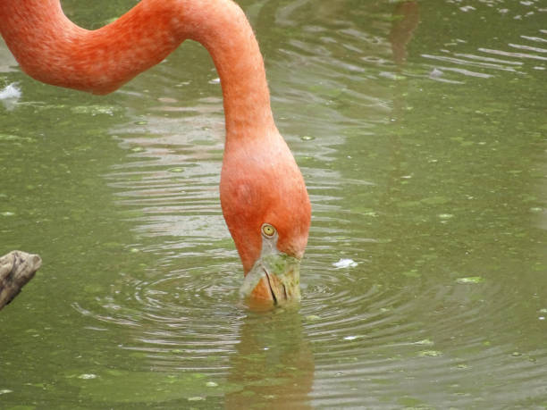 istock Pink flamingo in water during summer 2160987275