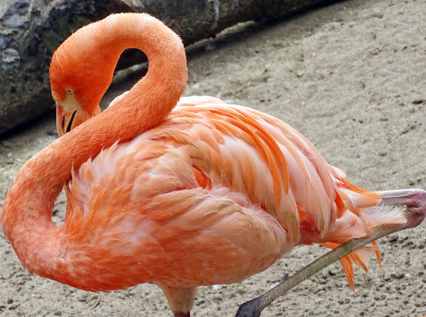 istock Pink flamingo during the summer 2160987283
