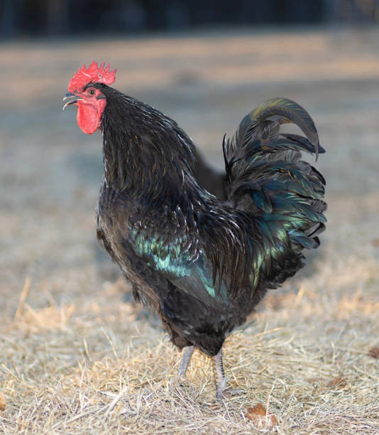 istock Freeranging Australorp chicken rooster sounding the alarm 2160990370