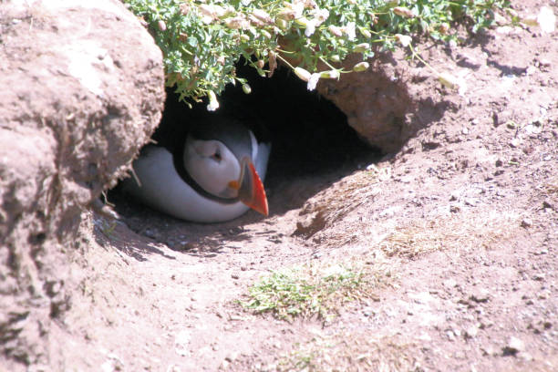 istock A view of an Atlantic Puffin 2160991432