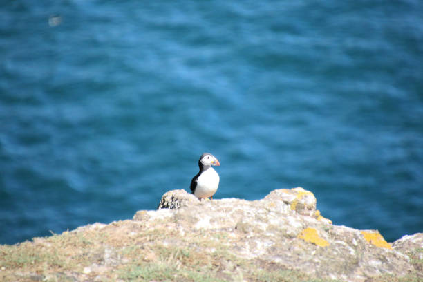 A view of an Atlantic Puffin in South Wales