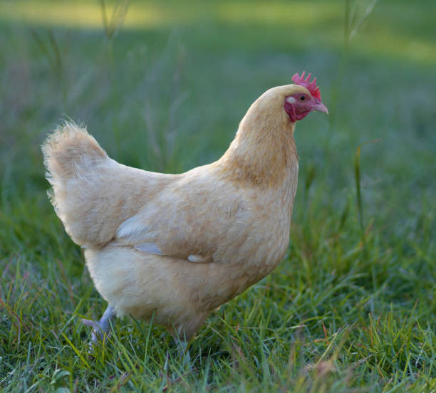 istock Gold chicken hen on an organic farm 2160992864