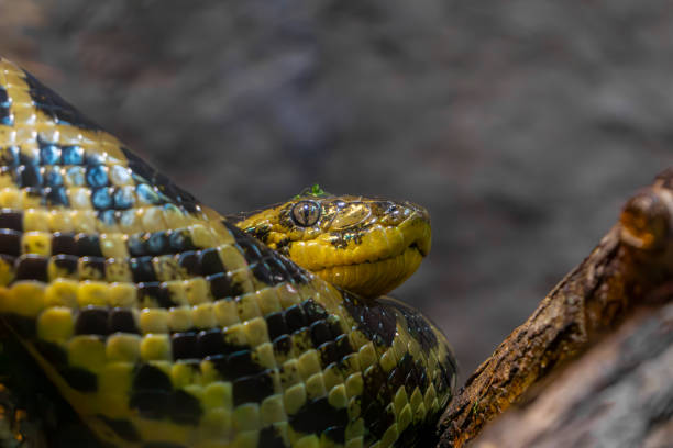 istock wild animal, snake, yellow anaconda sitting on a dry tree. constrictor. 2160993628