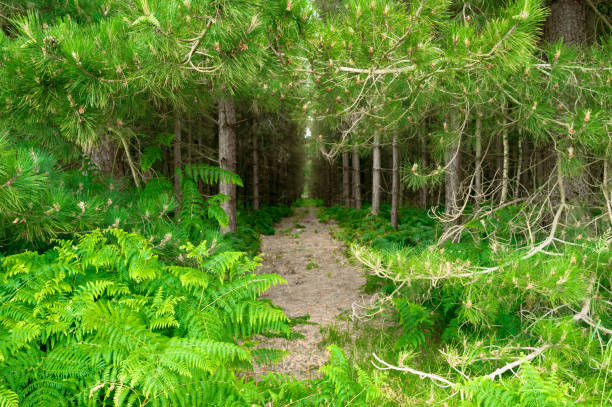 on the Rennsteig in the Thuringian Forest