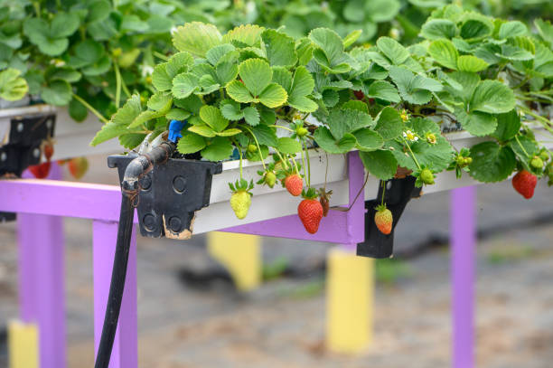 istock hanging beds with strawberries in a greenhouse 2 2160994532