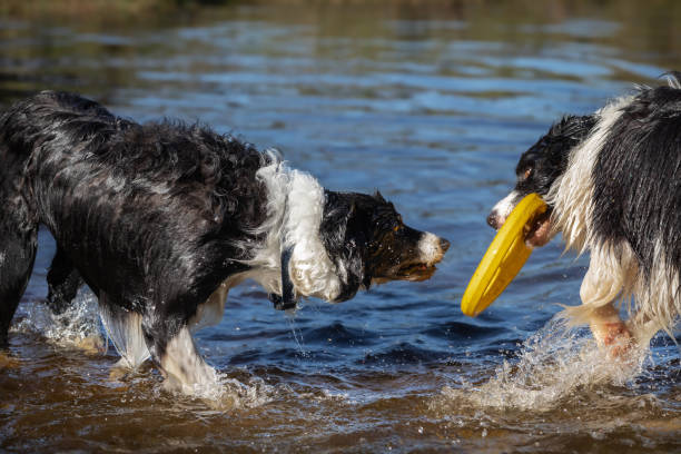 Two lively Border Collies engage in playful camaraderie, splashing joyfully in a lake as they enthusiastically share a yellow frisbee between them