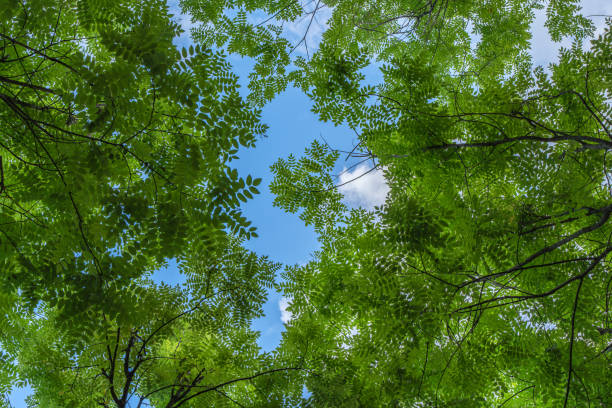istock SkyShadowGreenLeavesBranchesWhiteCloudsBlueSky 2160996238