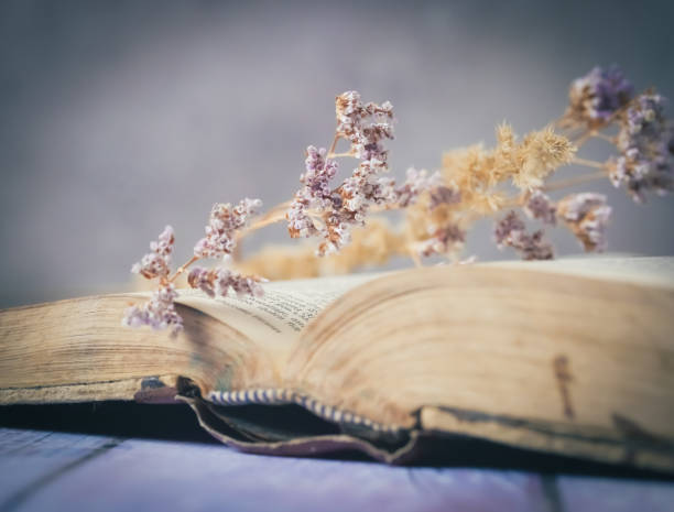 istock Dried flowers on an opened book 2160997272