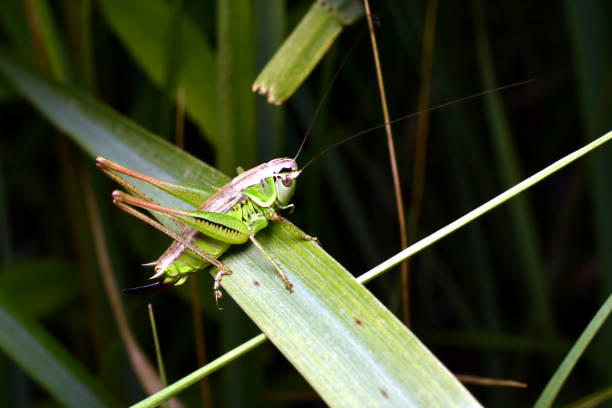istock Green Grasshopper macro, maximum depth of field 2160997311