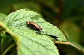 agrilus-planipennis-smaragd-eschenbohrer.jpg?b=1&s=170x170&k=20&c=IjYXMCG5mX5SG8Yx2kPzNJeE7r6eiQ3bdvuLekouXcM=